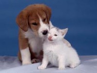 /album/can-peixos/perro-y-gato-jpg/